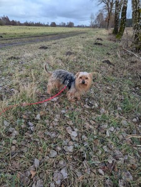 Fido auf Pflegestelle