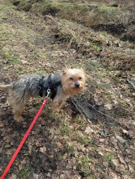 Fido auf Pflegestelle