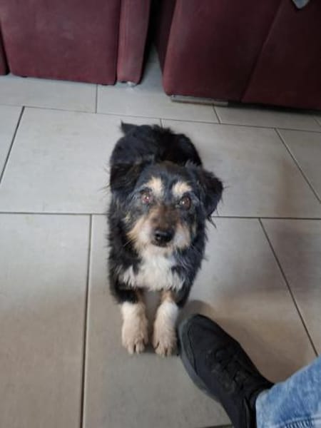 Franzl - ein schmusebedürftiger Senior