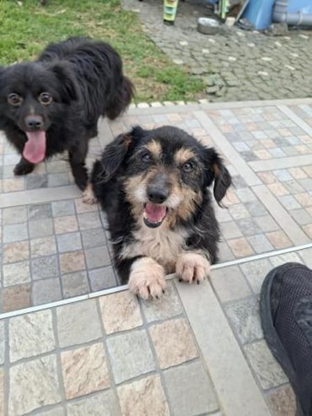 Franzl - ein schmusebedürftiger Senior