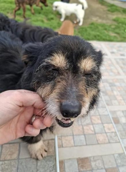 Franzl - ein schmusebedürftiger Senior