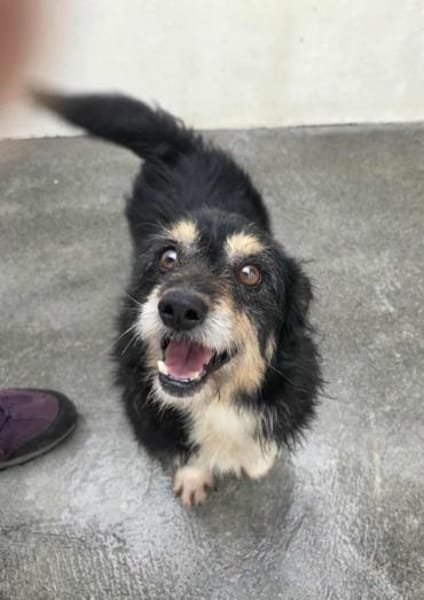 Franzl - ein schmusebedürftiger Senior