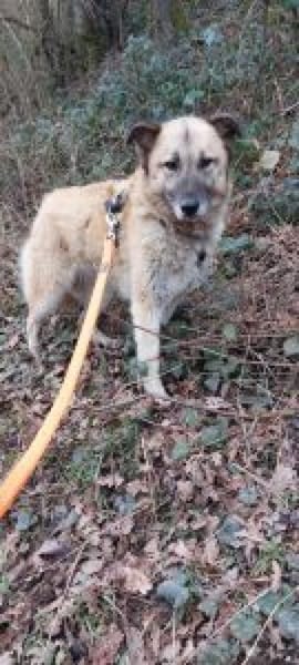 Nevada 56 cm (Pflegestelle)