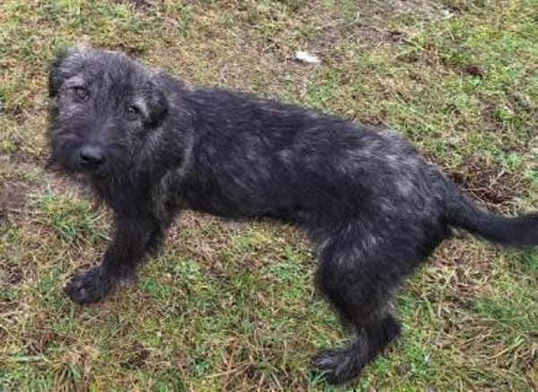 ODETTE -rundum tolles Hundekind-