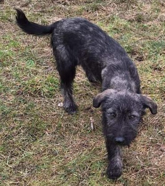 ODETTE -rundum tolles Hundekind-