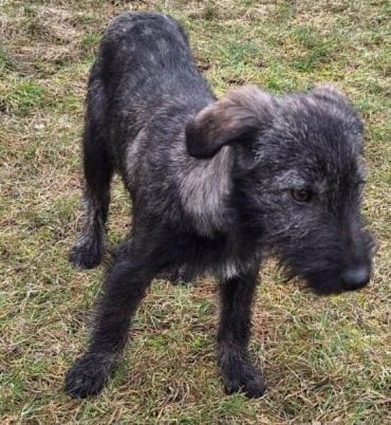 ODETTE -rundum tolles Hundekind-