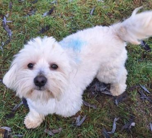 ARSAM -menschenbezogen & zutraulich-