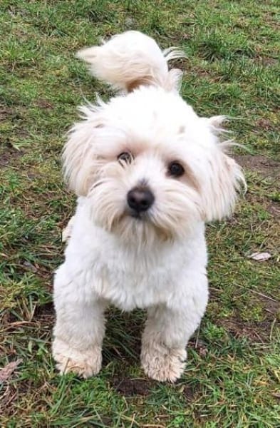 ARSAM -menschenbezogen & zutraulich-