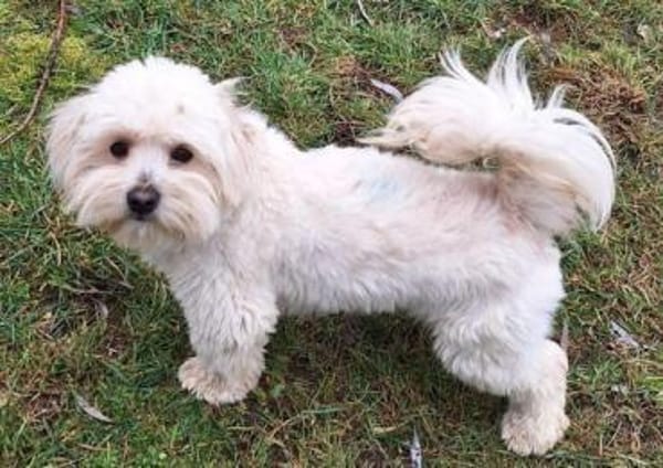 ARSAM -menschenbezogen & zutraulich-