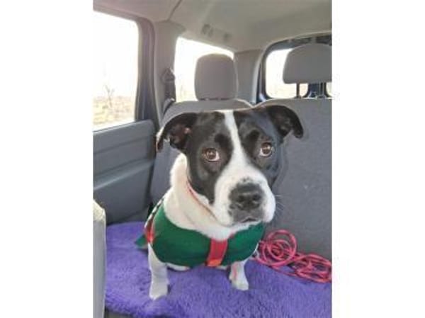 Nova - wartet in 29308 Winsen/ Aller