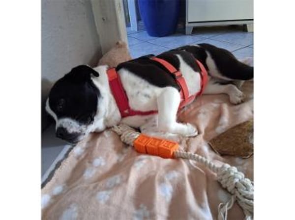 Nova - wartet in 29308 Winsen/ Aller