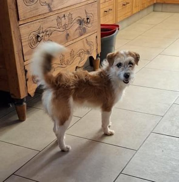 Rocky - ein süßer Wirbelwind