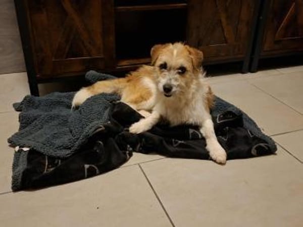 Rocky - ein süßer Wirbelwind