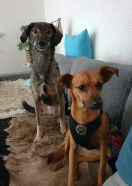 Molina ist eine bezaubernde Hündin!