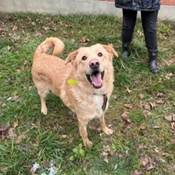 Golden Retrievermix Ozzy sucht Familie