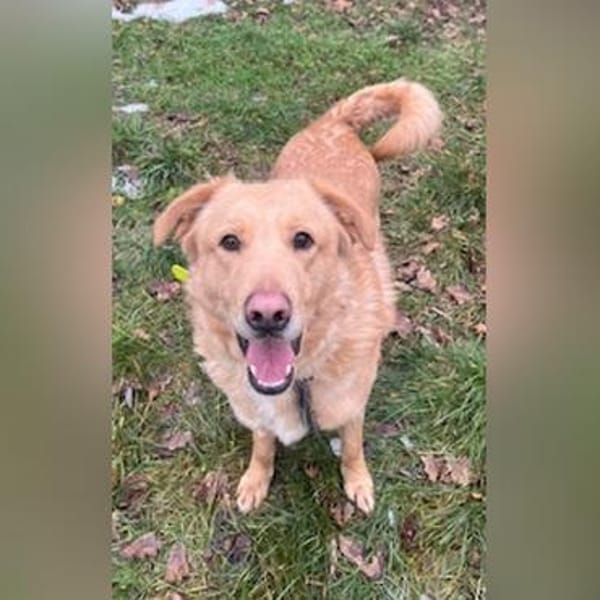 Golden Retrievermix Ozzy sucht Familie