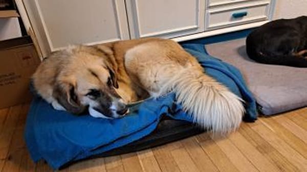 Sarah die Familienhündin