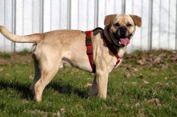 Spike, Dickkopf sucht Führung