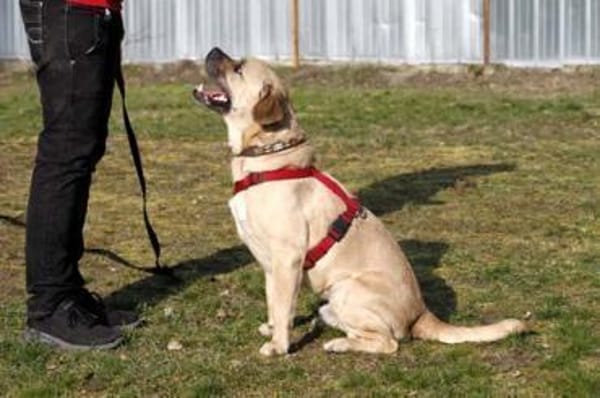 Spike, Dickkopf sucht Führung