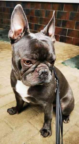 Olli, freundl. und gut erzogen