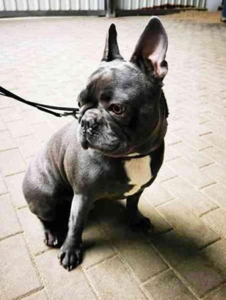 Olli, freundl. und gut erzogen