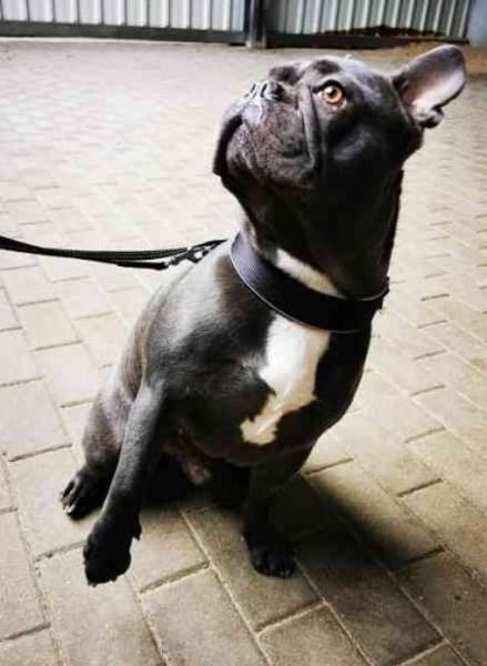 Olli, freundl. und gut erzogen