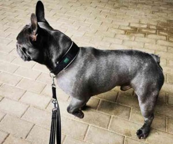 Olli, freundl. und gut erzogen