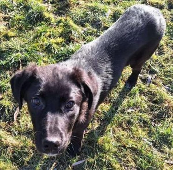 JIRI -Gute-Laune-Familien-Junghund