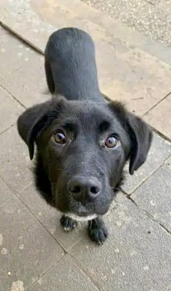 JIRI -Gute-Laune-Familien-Junghund