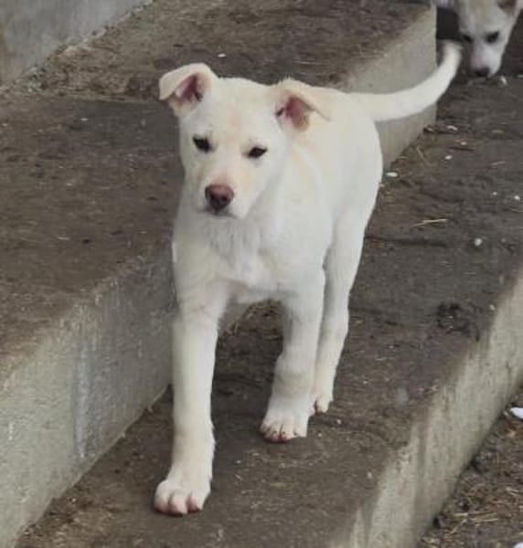 Tom, kleiner Rüde sucht Zuhause