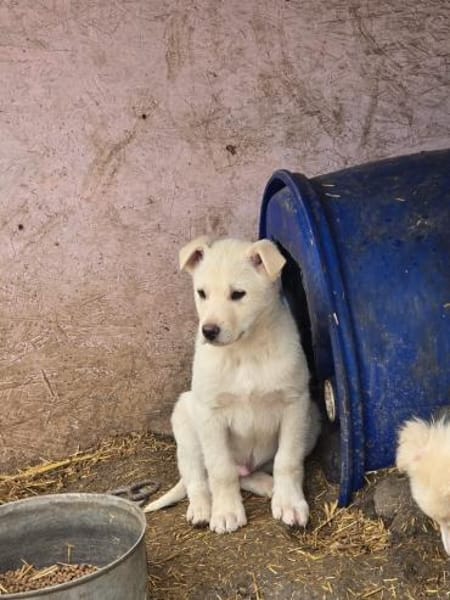 Tom, kleiner Rüde sucht Zuhause