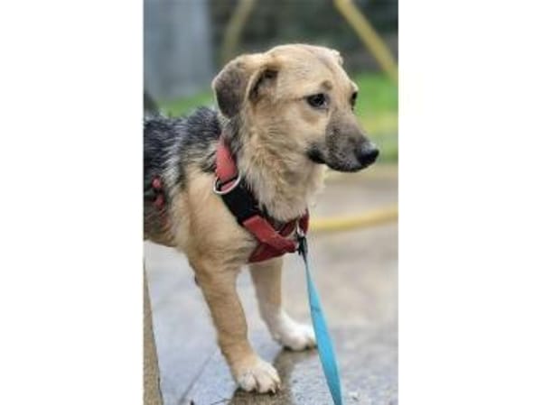 Kirsty - wartet in 96160 Geiselwind