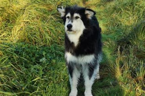 Ciccio-wartet auf Pflegestelle in Berlin