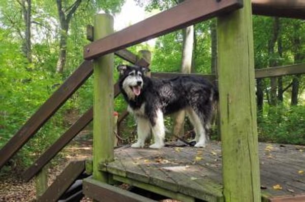 Ciccio-wartet auf Pflegestelle in Berlin