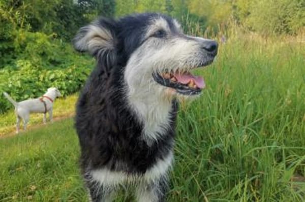 Ciccio-wartet auf Pflegestelle in Berlin