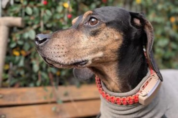 Bettina - wartet in 42859 Remscheid