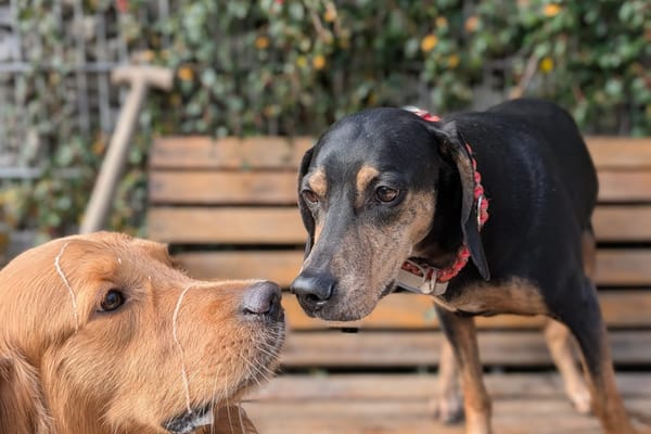 Bettina - wartet in 42859 Remscheid
