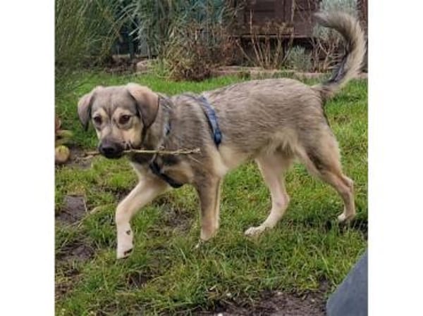 Sancho - wartet in 76437 Rastatt