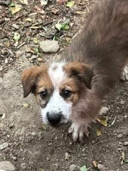 Hanuta 48 cm (Pflegestelle)