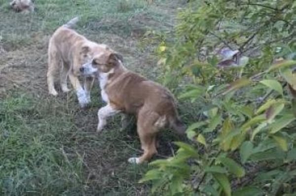 Hanuta 48 cm (Pflegestelle)