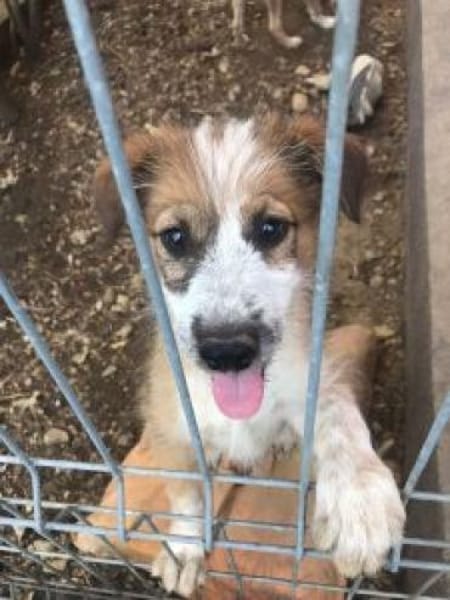 Hanuta 48 cm (Pflegestelle)