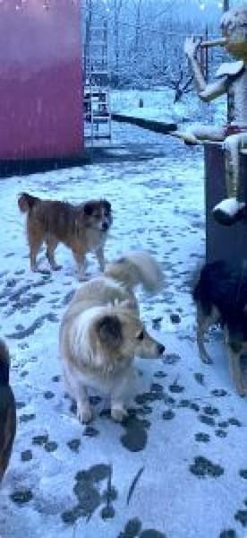 Hanuta 48 cm (Pflegestelle)