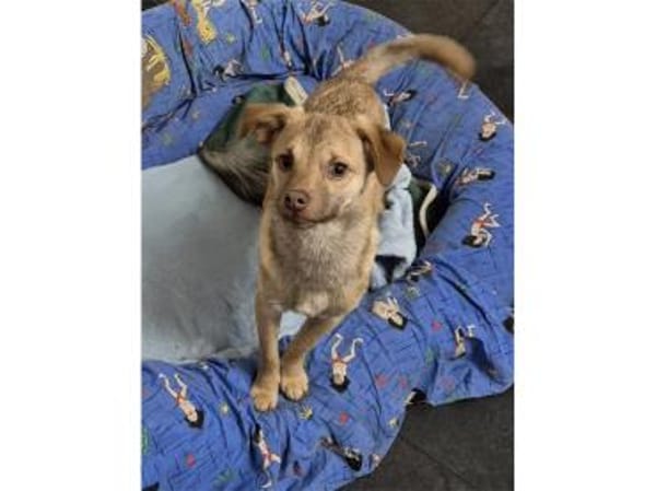 Finley - wartet in 67663 Kaiserslautern