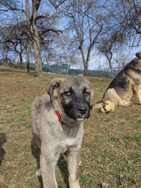 Marge  Der zarte Welpe