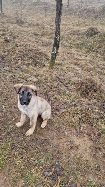 Marge  Der zarte Welpe