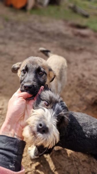 Marge  Der zarte Welpe