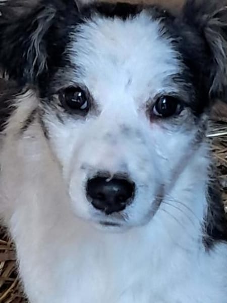 Ray, kleiner Hundemann sucht Zuhause