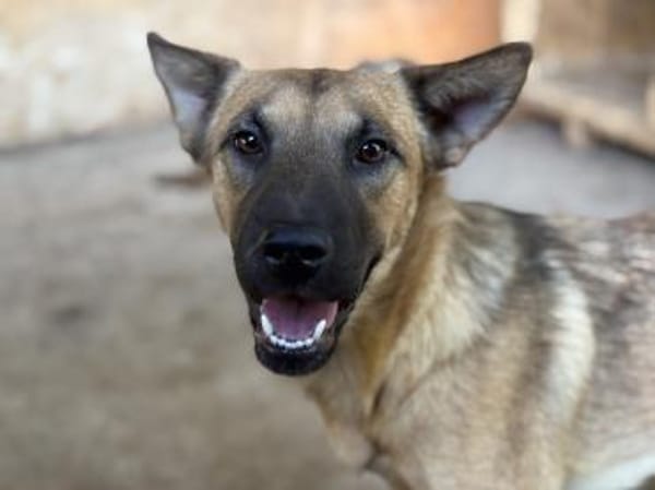 Dawa ist eine Zuckerschnute 🐾