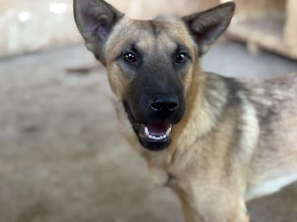 Dawa ist eine Zuckerschnute 🐾