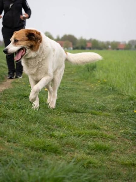 Martin  ein treuer Kerl